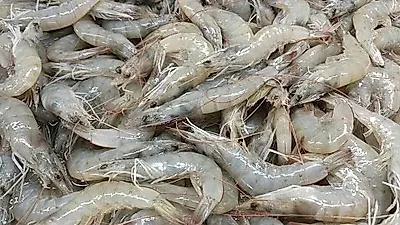 효능 풍부한 겨울 제철