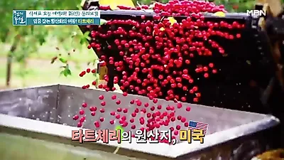핫한 "타트체리" 부작용 주의 (+원산지,먹는법,효능)