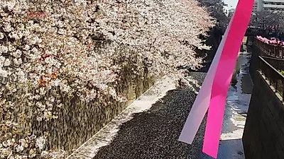 장범준도 울고갈 전세계 벚꽃 핫플레이스 모음.zip