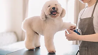 동물과 연관된 직업인 "애완동물미용사"하는 일과 연봉은?(+애견미용사)