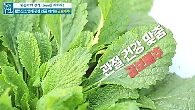 못생겼어도 효능은 만점인