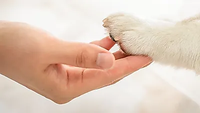 요즘 뜨는 핫한 반려동물 관련 자격증 3