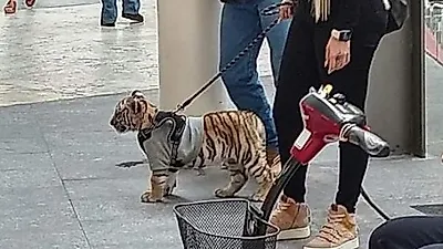 멸종 위기 새끼 호랑이가 쇼핑몰에 등장?