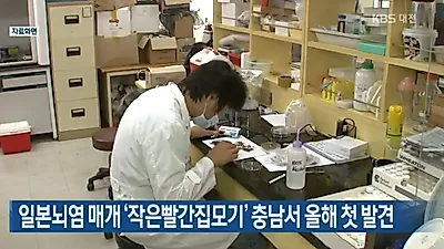 병 옮기는 모기가 있다고? (+혐오주의)