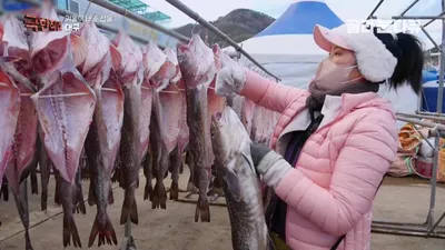 "15분 거리서 10만 원짜리 고기가 끝도 없이"… 거제 앞바다 대구잡이의 겨울