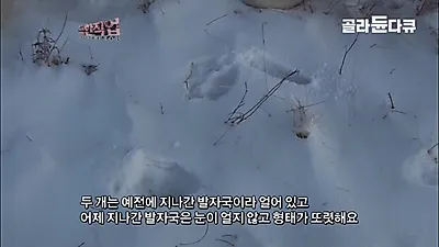 영하 30도 몽골 설원, 늑대와 유목민의 생존을 건 사냥 작전