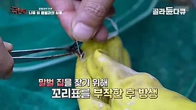 「あの世の入り口に立つことも」…天井を突き破り600匹が溢れ出したスズメバチハンターの死闘