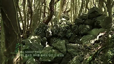 제주 면적 6% 곶자왈, 종가시나무 탄소 저장량은 육지 굴참나무의 2배