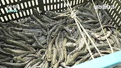 40년 경력 고수의 낚싯바늘에는 미끼가 없다, 가을 갯벌의 '백발백중' 사냥법