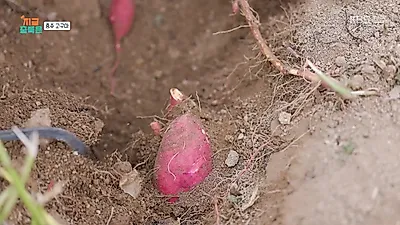 「口の中でとろける」甘い美味しさが溢れる忠州山尺サツマイモ祭り、収穫現場