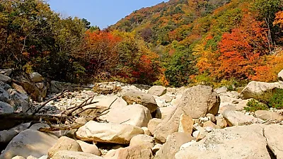 단풍 든 명산 21곳 중 4곳뿐…주말 나들이는 강원 북부, 일요일엔 전국 비