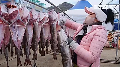 "15분 거리서 10만 원짜리 고기가 끝도 없이"… 거제 앞바다 대구잡이의 겨울