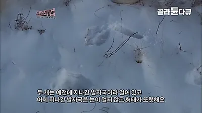 영하 30도 몽골 설원, 늑대와 유목민의 생존을 건 사냥 작전