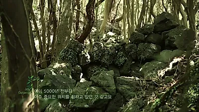 제주 면적 6% 곶자왈, 종가시나무 탄소 저장량은 육지 굴참나무의 2배